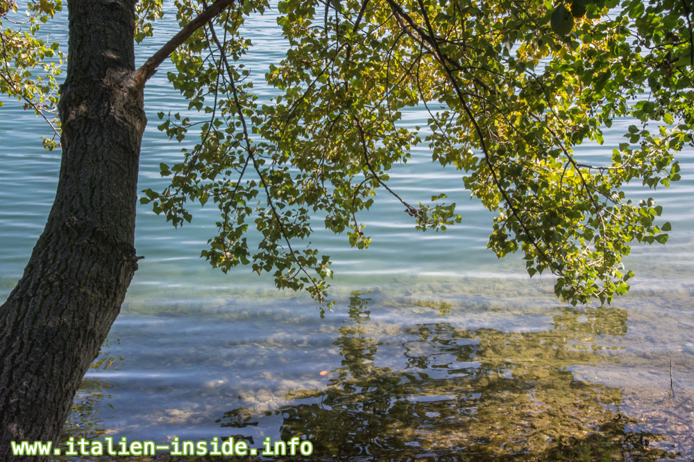 Caldonazzosee-im-Herbst Caldonazzosee-Herbst-Baum