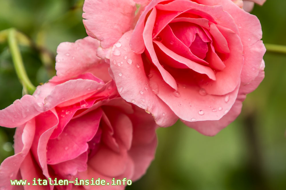 Italien-Rosengarten Italien-Rosengarten