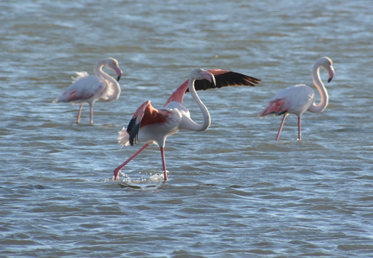 Flamingos