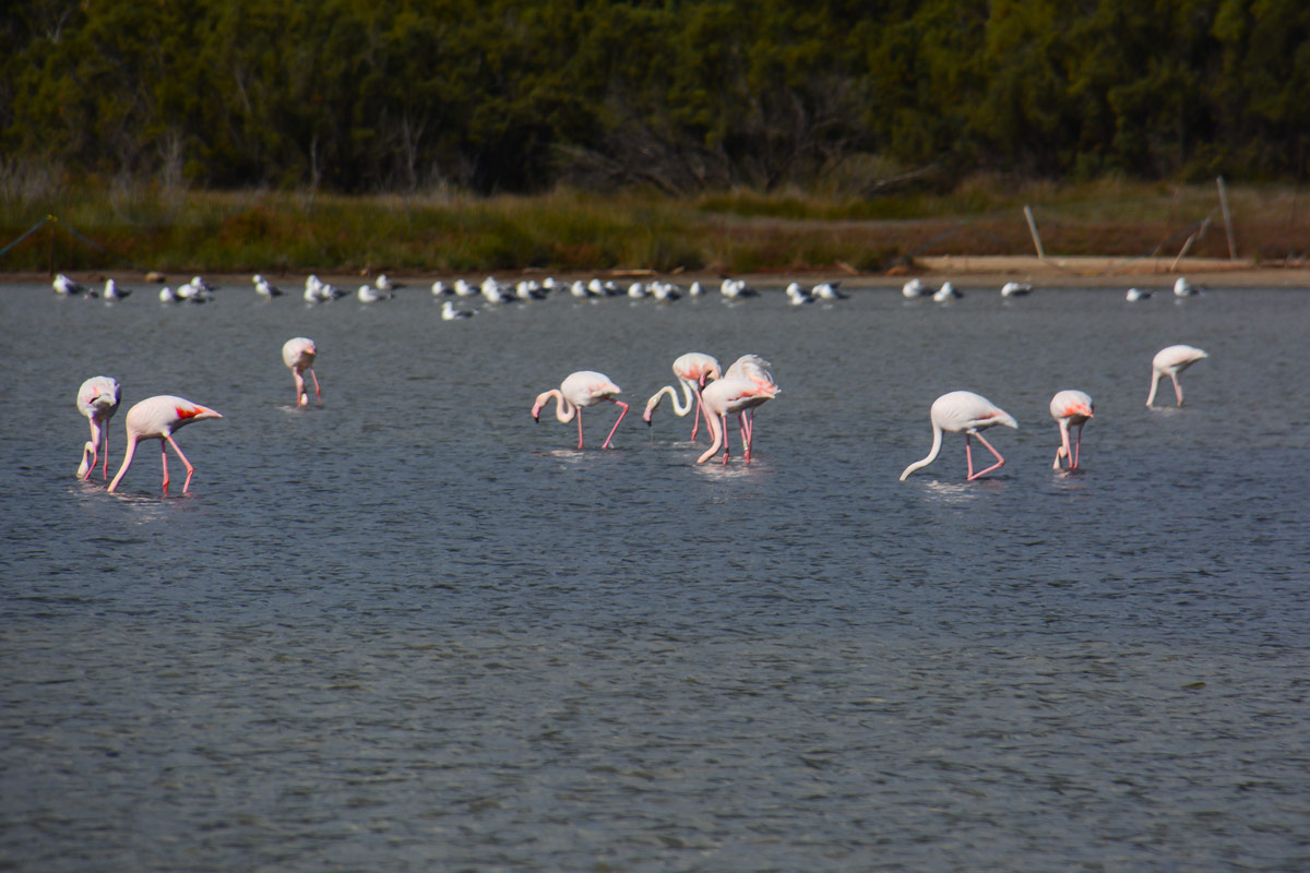 Stagno-Chia-Pula-Flamingos