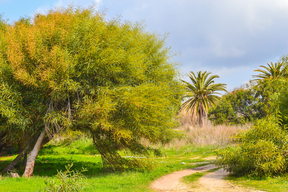 Capo-San-Marco-Landschaft