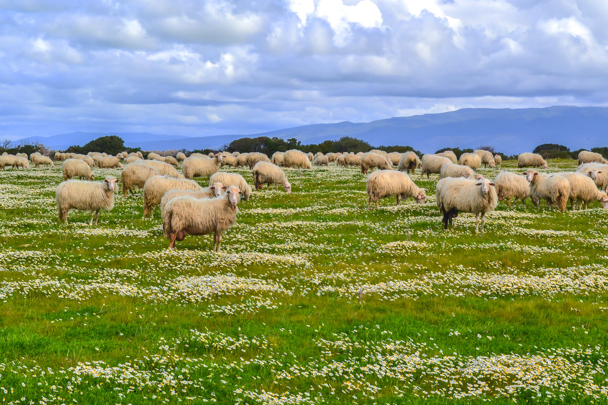 Schafe-Sardinien Schafe-Sardinien