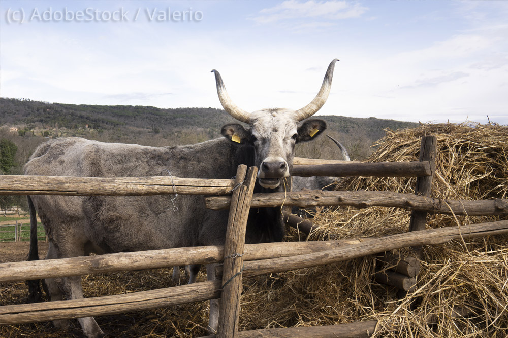 Maremma-Rind Maremma-Rind