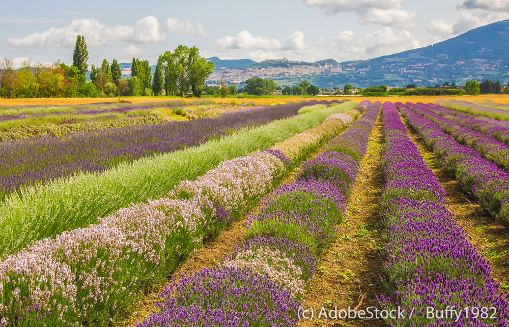 Assisi-Lavendelfelder