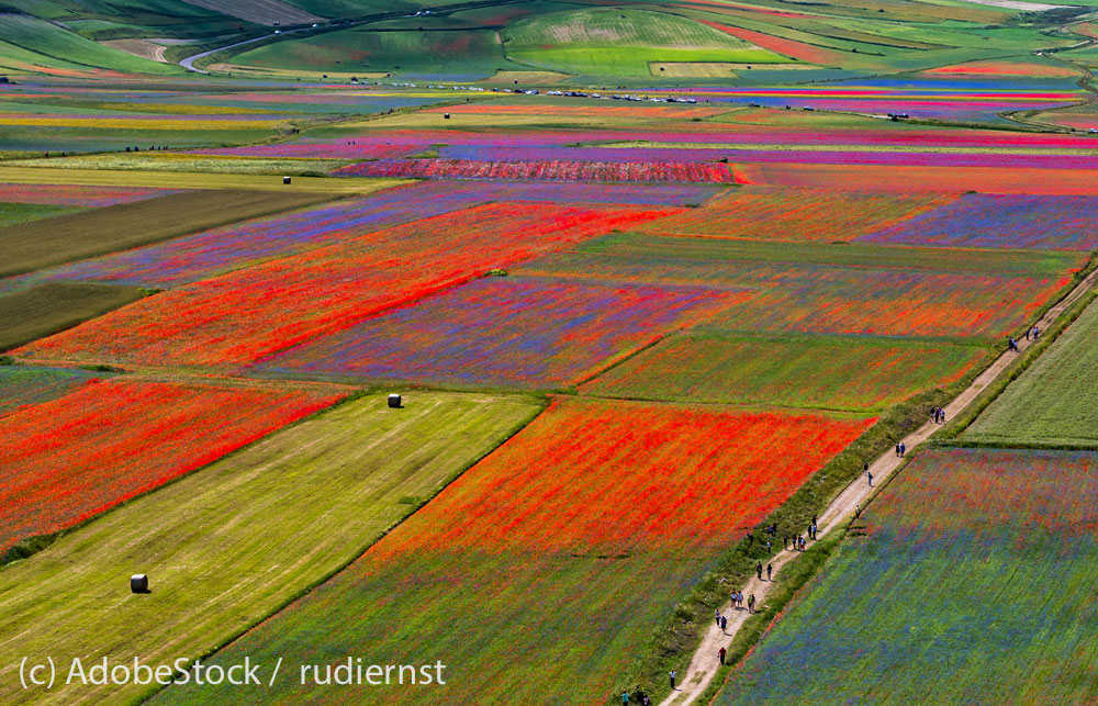 Castelluccio-Hochebene-mit-Bluetenteppich