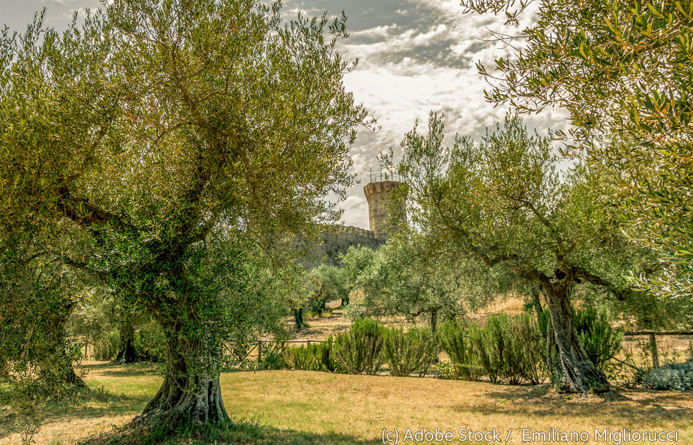 Insel-Isola-Polvese Olivebäume-und-Burg-auf-Insel-Polvese