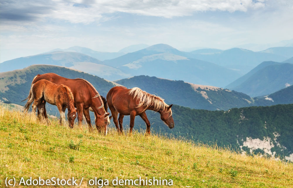 Monte-Cucco-nahe-Gubbio-mit-Pferden