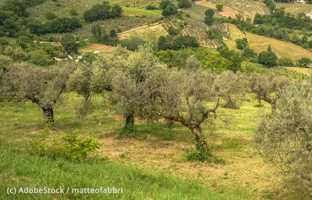 Montefalco-Ausblick Montefalco-Blick-vom-Dorf