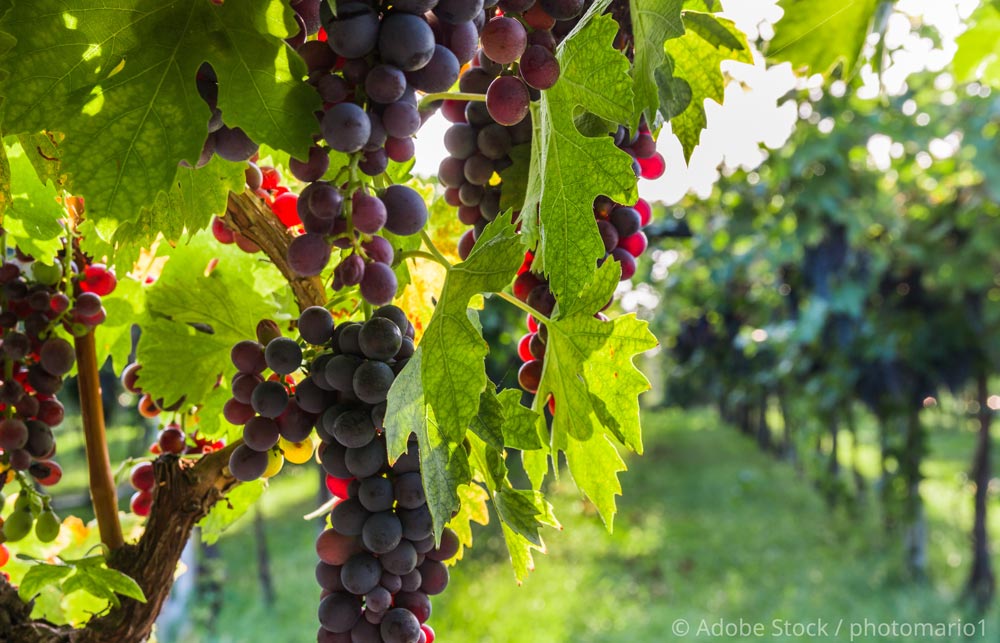 Bardolino-Wein Bardolino-Wein