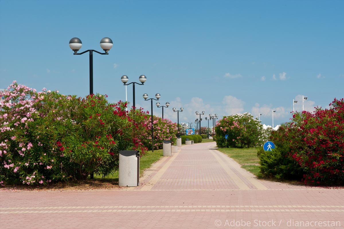 Bibione-Fussweg-mit-Oleander