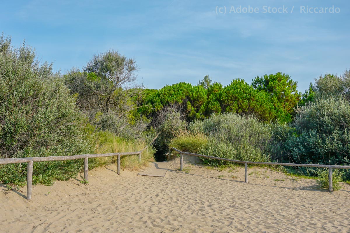 Pinien-hinter-Strand