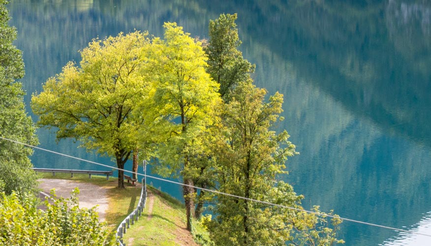 baum-vor-ledrosee baum-vor-ledrosee