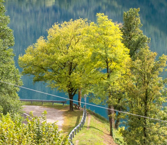 baum-vor-ledrosee