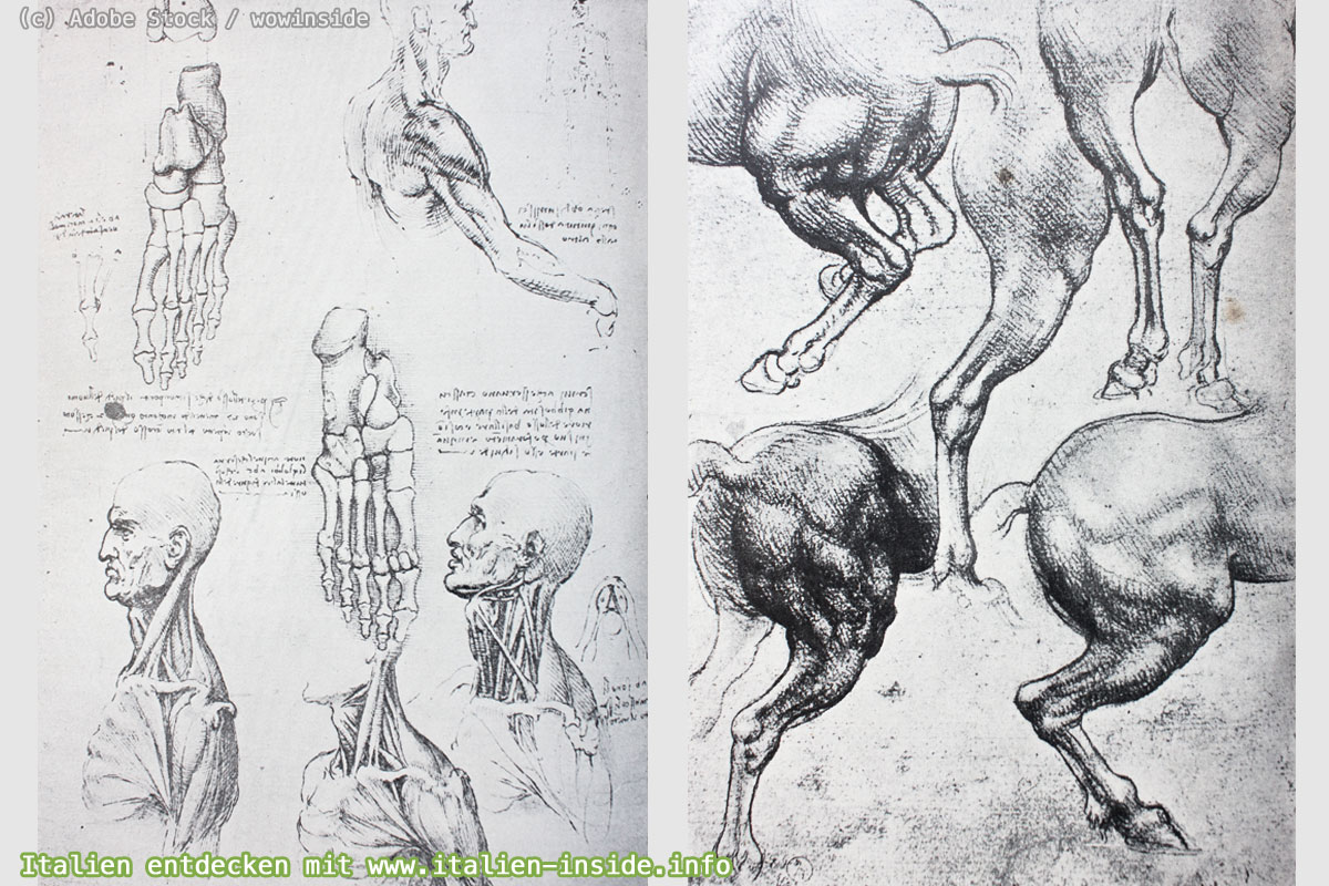Leonardo-da-Vinci-Anatomische-Zeichnungen