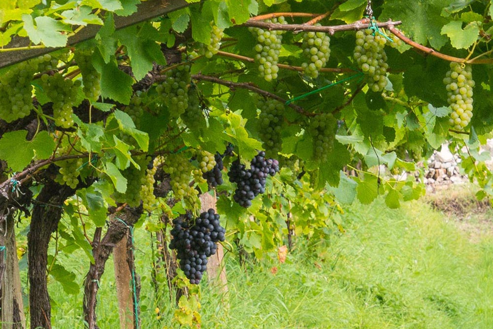 Weinreben Weinreben