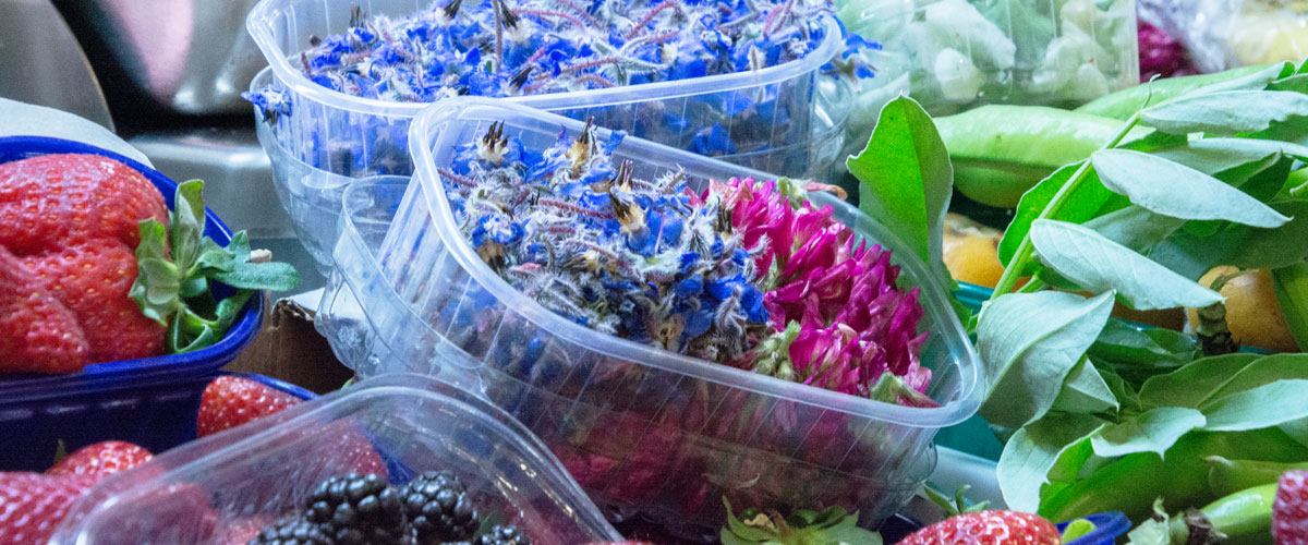 Spezialitäten-Umbrien Spezialitäten-Umbrien-Beeren-Blueten