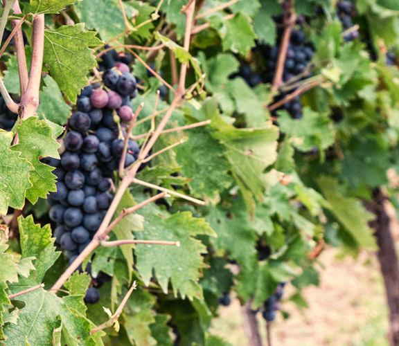 Valpolicella-Weinstock