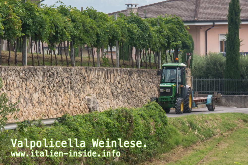 Valpolicella-Traktor-Weinlese